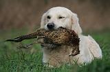 GOLDEN RETRIEVER 1021